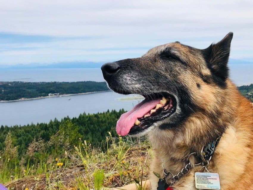 কুকুরকে ‘কুত্তা’বলায় প্রতিবেশীর পরিবারের ৬ জনকে বেধড়ক মার