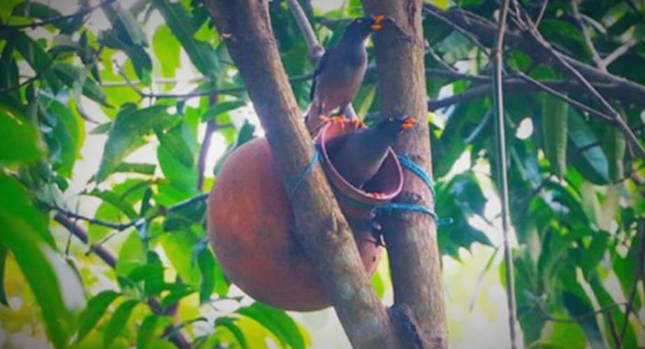 পাখিদের মেহমান খানা, গঙ্গাচড়া মডেল থানা