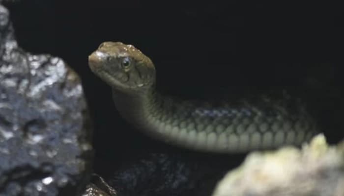 রেলওয়ে কর্মীর পাল্টা কামড়ে সাপের মৃত্যু