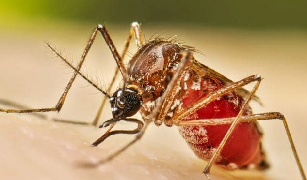 ডেঙ্গুতে ২৪ ঘণ্টায় ৪ জনের মৃত্যু, হাসপাতালে ভর্তি ৮৪৫