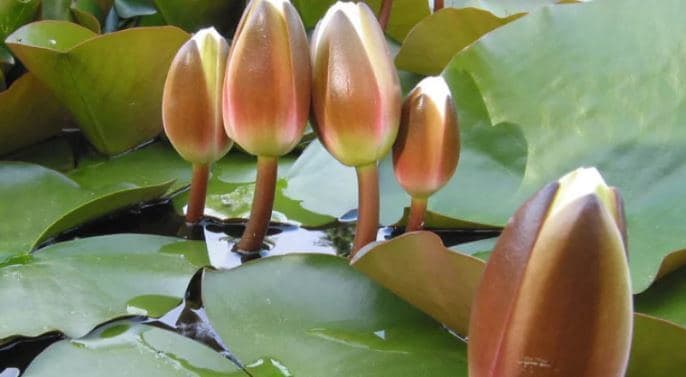 ইসির প্রতীক তালিকায় যুক্ত হলো ‘শাপলা কলি’