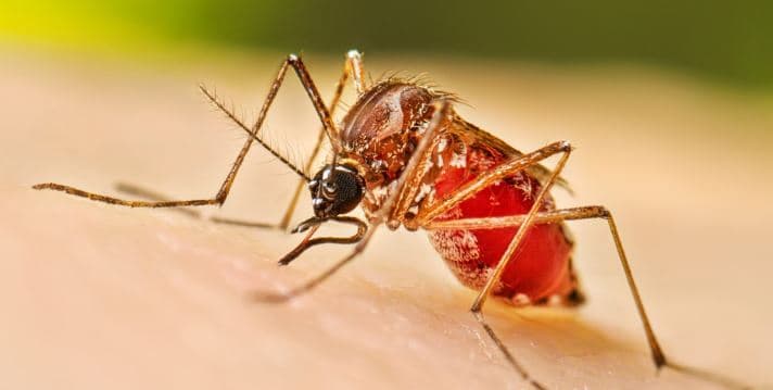 ডেঙ্গুতে আরও ৪ জনের মৃত্যু, হাসপাতালে নতুন ভর্তি ১,১৪৩