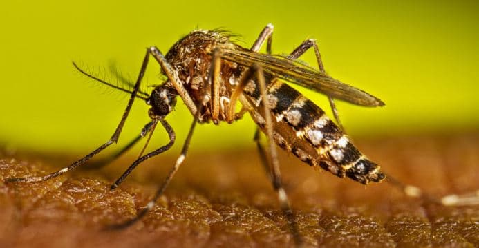 ডেঙ্গুতে আরও পাঁচজনের মৃত্যু, নতুন শনাক্ত ১১৩৯ জন