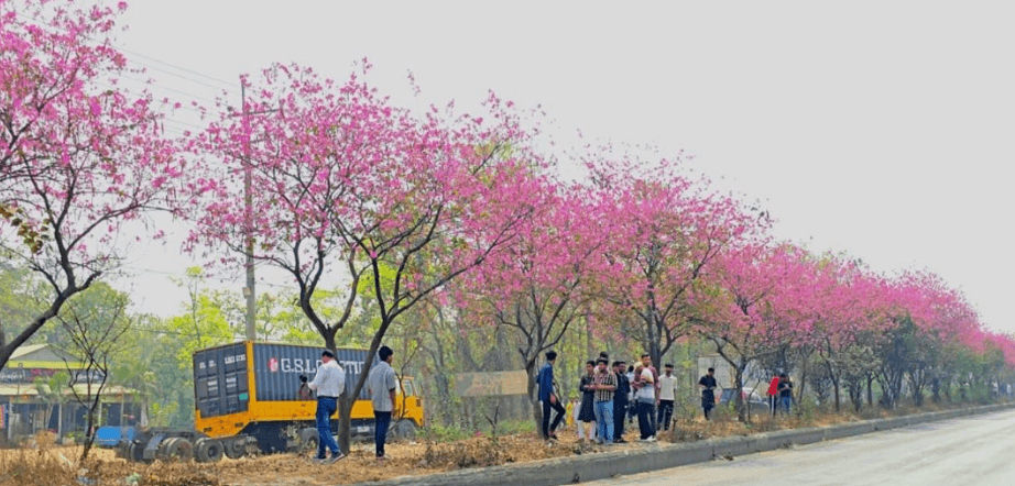 মহাসড়কে ফুল দেখতে ভিড়, টিকটক ভিডিও ঠেকাতে পুলিশের টহল জোরদার