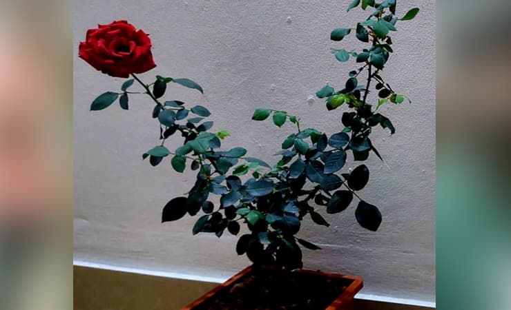 আজ বিশ্ব ভালোবাসা দিবস