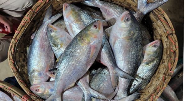 ইনডোর বা কৃত্রিম পদ্ধতিতে ইলিশ চাষে নীতিগত সিদ্ধান্ত হয়নি: মৎস্য মন্ত্রণালয়