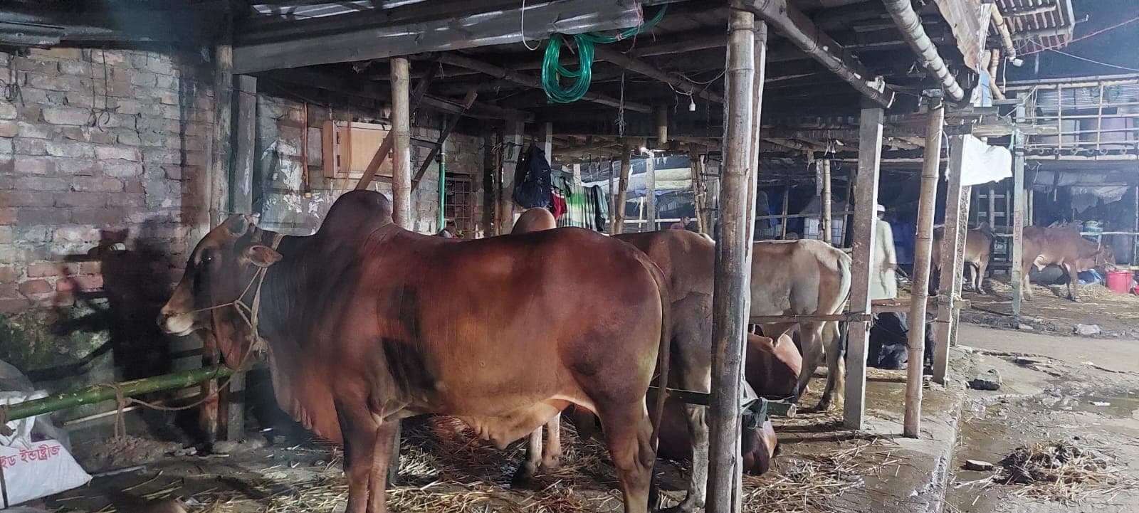 রাজধানীর ২৭ স্থানে বসছে কোরবানির পশুর হাট