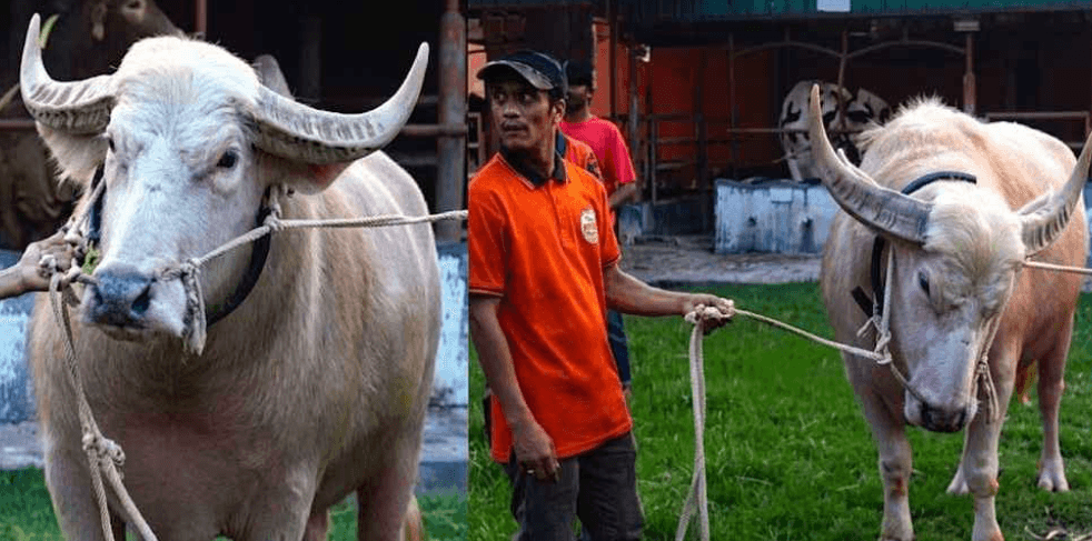‘দুষ্টু’ মহিষের নাম রাখা হয়েছে ‘নেতানিয়াহু’