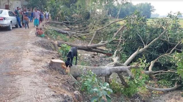 বাড়ির সৌন্দর্য বৃদ্ধির জন্য সড়কের গাছ কাটলেন বিএনপি নেতা সুমন!