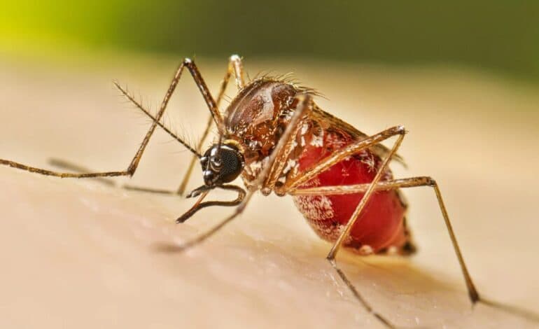 ডেঙ্গুতে আরও ৫ মৃত্যু, হাসপাতালে ভর্তি ৪৯০