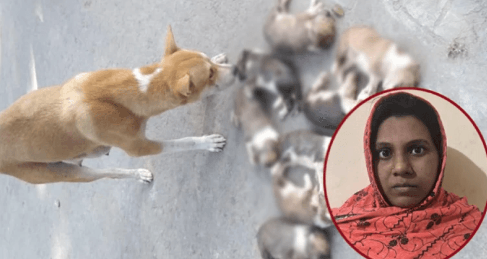 আট কুকুরছানা হত্যা মামলায় সরকারি কর্মকর্তার স্ত্রী গ্রেপ্তার