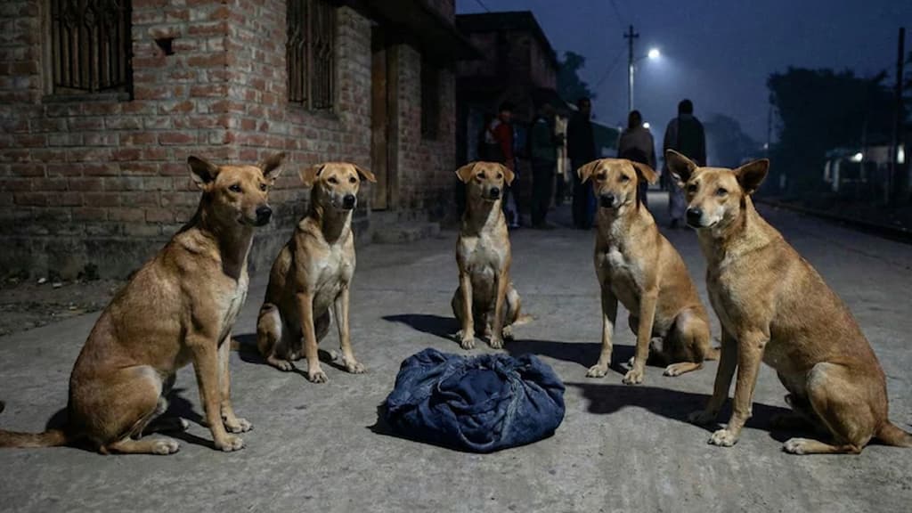 রাস্তায় ফেলে যাওয়া নবজাতককে রাতভর পাহারা দিলো একদল কুকুর
