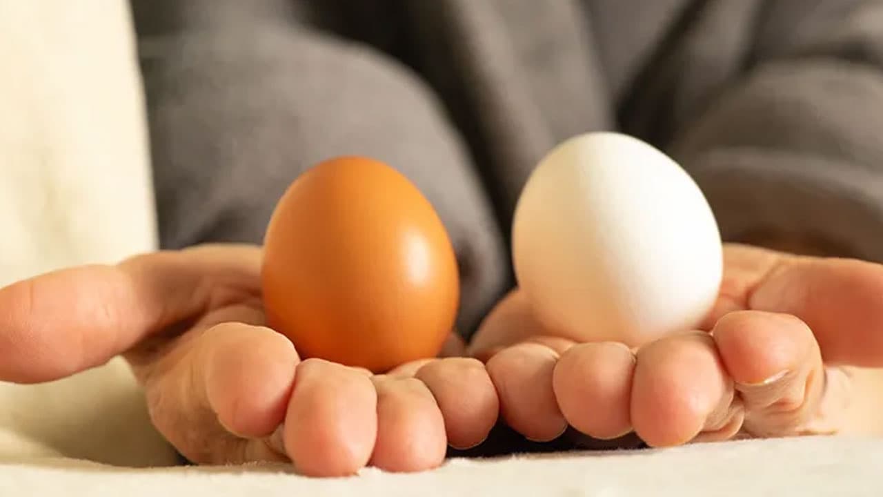 সাদা নাকি লাল ডিম, কোনটার পুষ্টিগুণ বেশি?