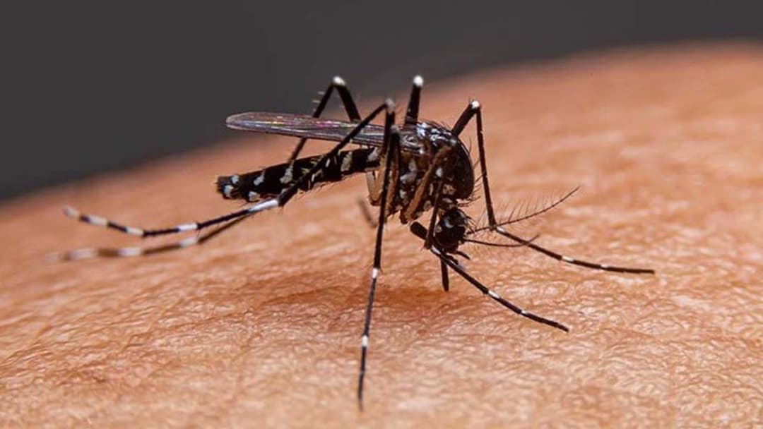 ডেঙ্গুতে আরও ৫ জনের মৃত্যু