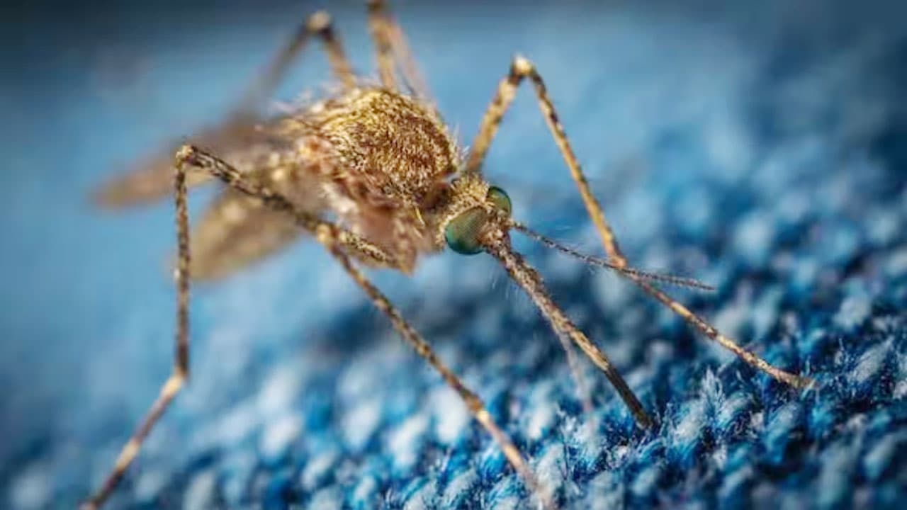 বিশ্বের জন্য বড় হুমকি হয়ে আসছে ম্যালেরিয়া