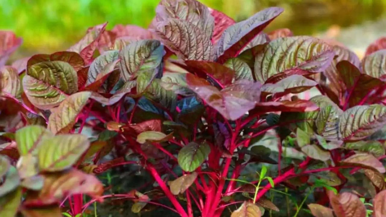 নারীর জন্য লালশাক খাওয়া যে কারণে জরুরি