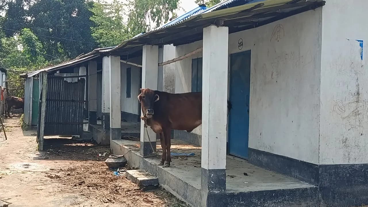 কোটি টাকার আশ্রয়ণ প্রকল্প এখন গবাদিপশুর খামার