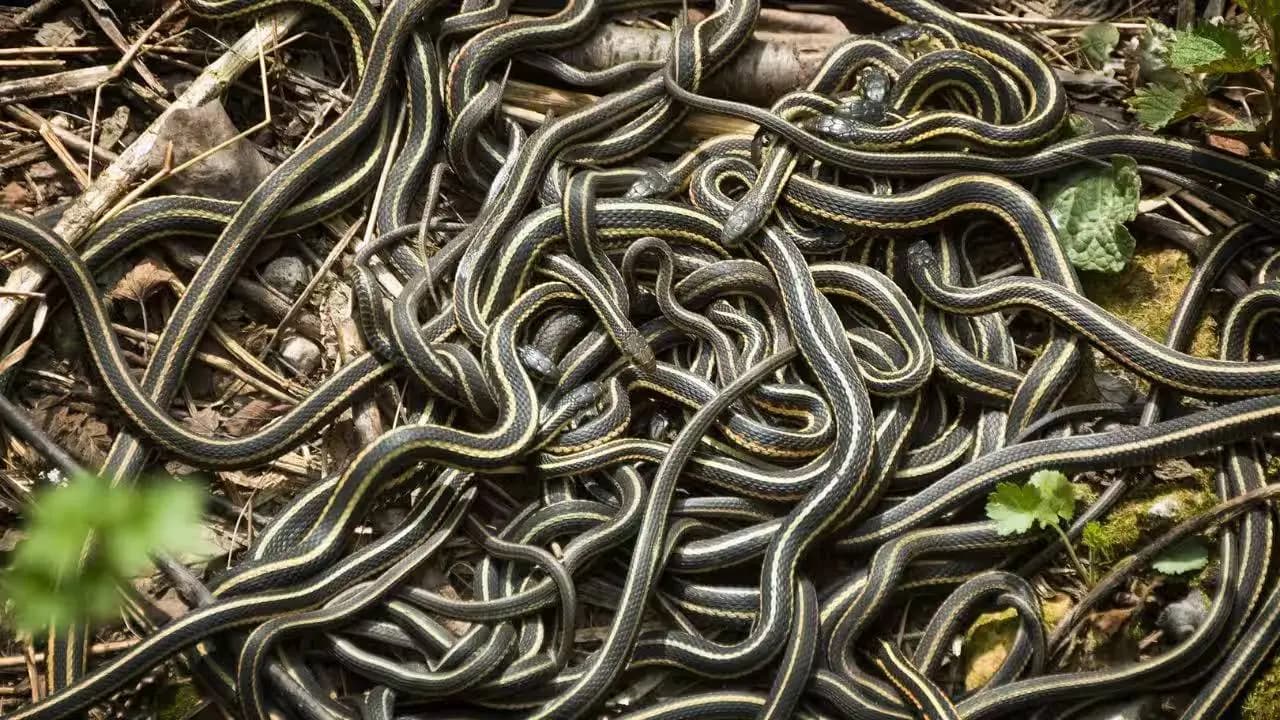 ‘হানিমুন’ করতে প্রতিবছর কানাডায় যায় ৭৫ হাজার সাপ