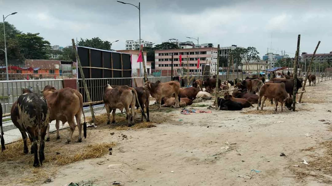 হাটে জায়গা না পাওয়ার ভয়ে আগেই গরু নিয়ে আসছেন ব্যবসায়ীরা