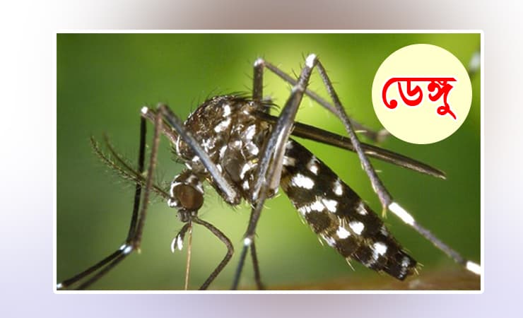 ডেঙ্গুতে একদিনে ৬ মৃত্যু, হাসপাতালে ভর্তিতে রেকর্ড